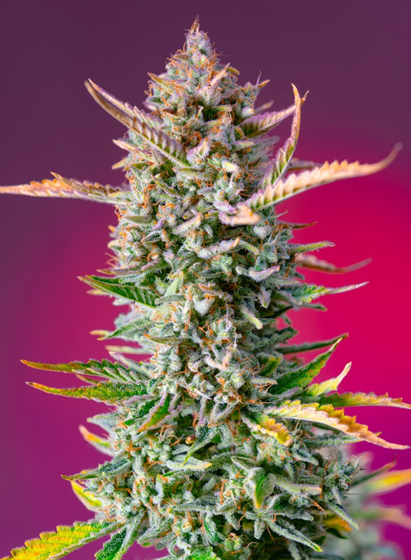 Gorilla Sherbet F1 Fast Version - Feminized - Sweet Seeds