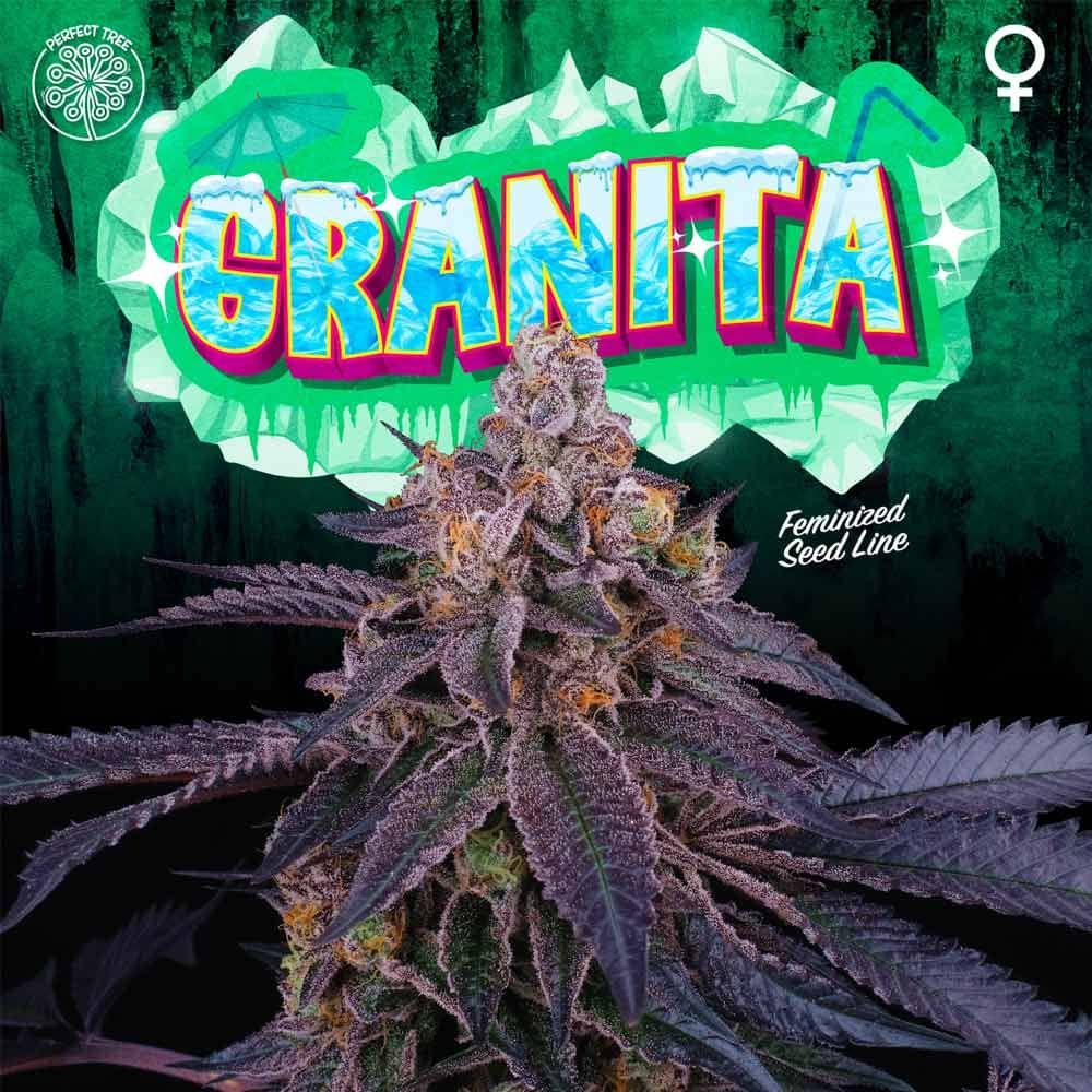 Granita Feminized - Perfect Tree   