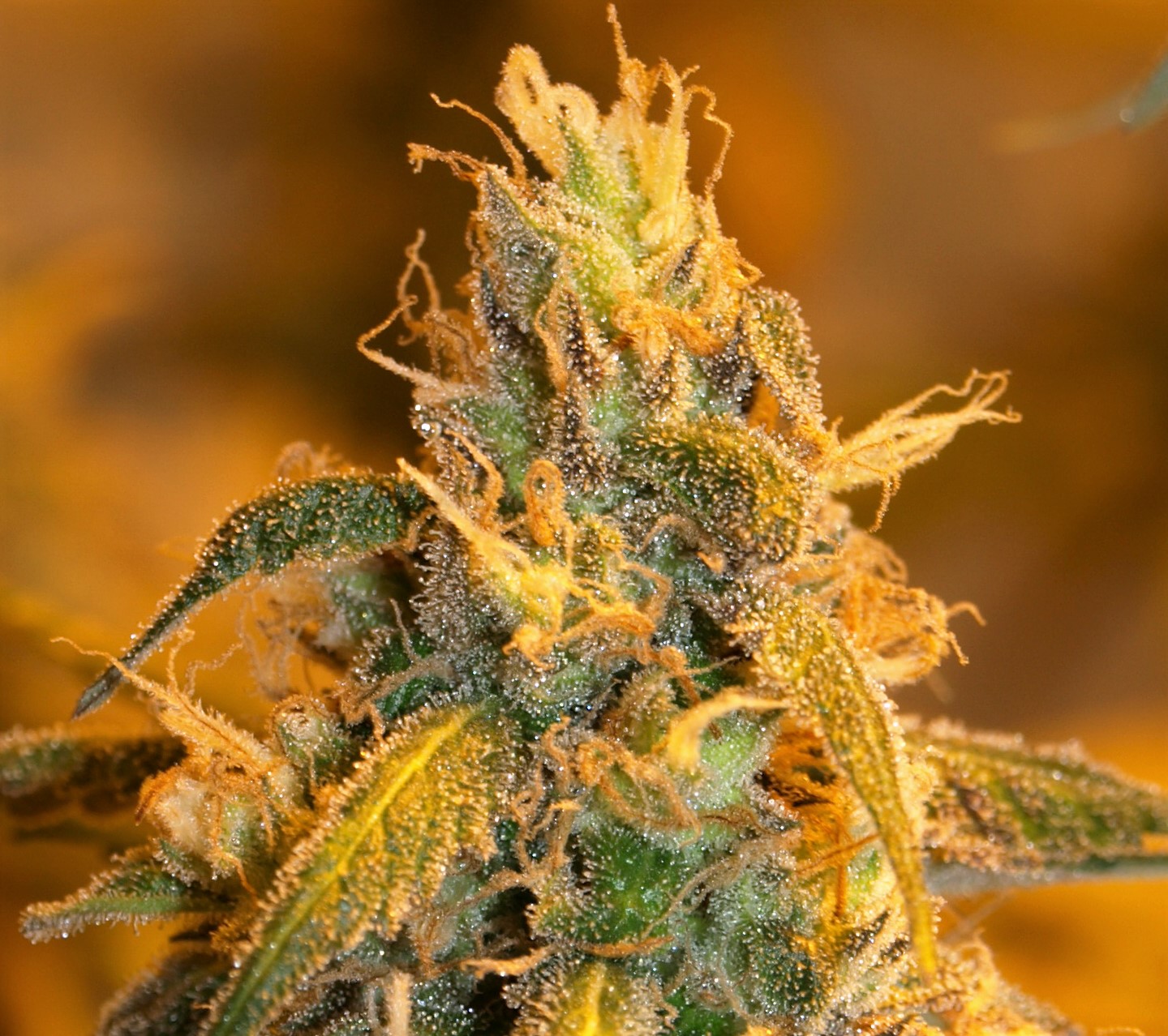 Next Generation Seeds Grapefruit Cheese Feminized 