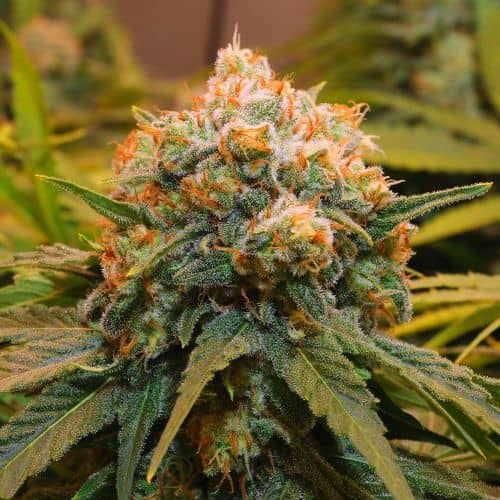 Papaya Bx1 - Feminized - Grateful Seeds     