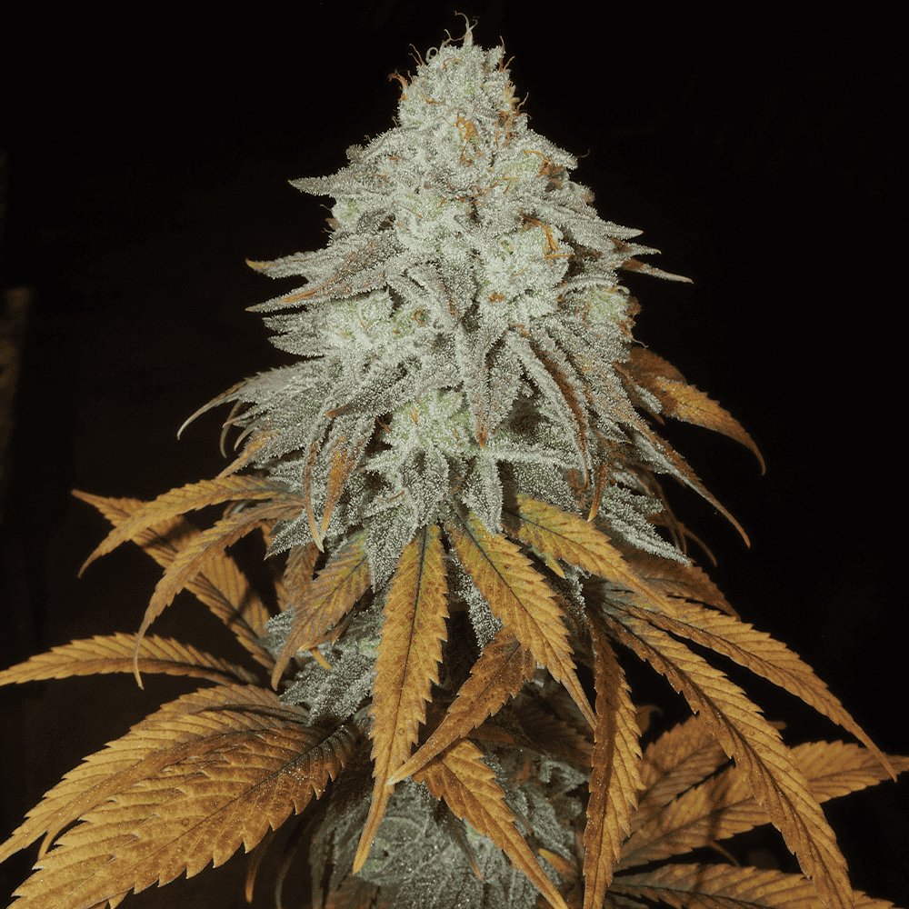 RM Confidential- Feminized - Grateful Seeds