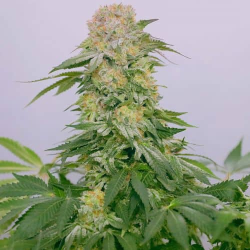 Tropical Rain - Feminized - Grateful Seeds    