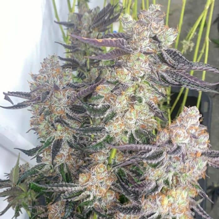 Greasy Grapes Regular - Fidels Seeds 