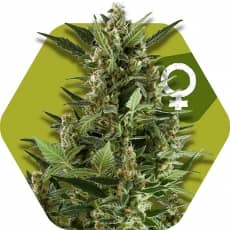Zambeza Seeds Green AK XL Feminized  