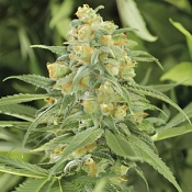 2025 Cannabis Seed Collection - Green Crack Feminized