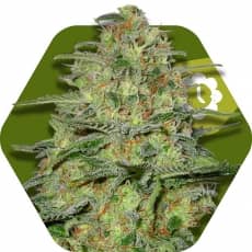 Zambeza Seeds Green Monster Auto Feminized 