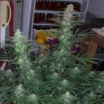 Green Mountain Grape - Regular - Ace Seeds 