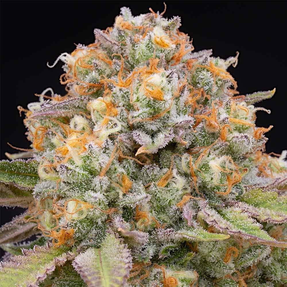 Candy Gas - Feminized - Grounded Genetics     