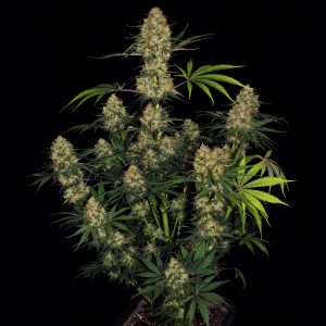 Hindu Kush- Feminized - Sensible Seeds Premium Selection         