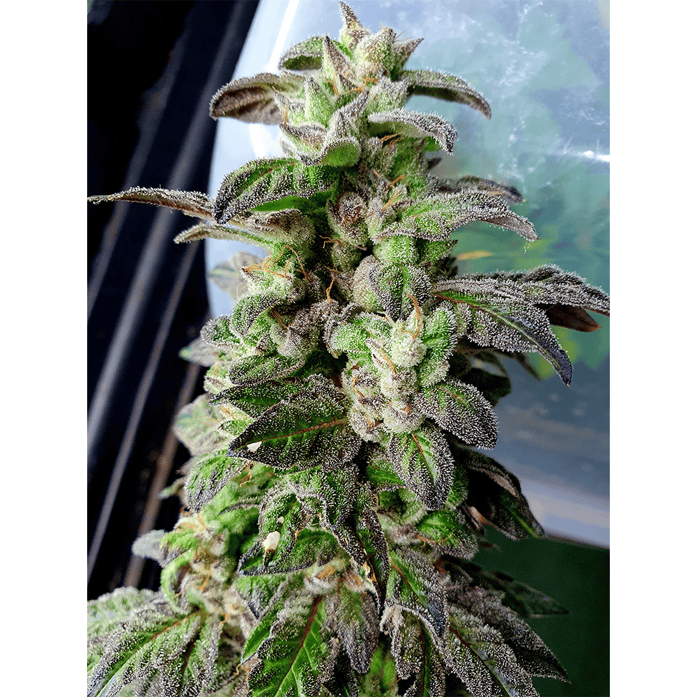 Holy Smoke Seeds Dantes Inferno Line Dark Coffee Feminized 