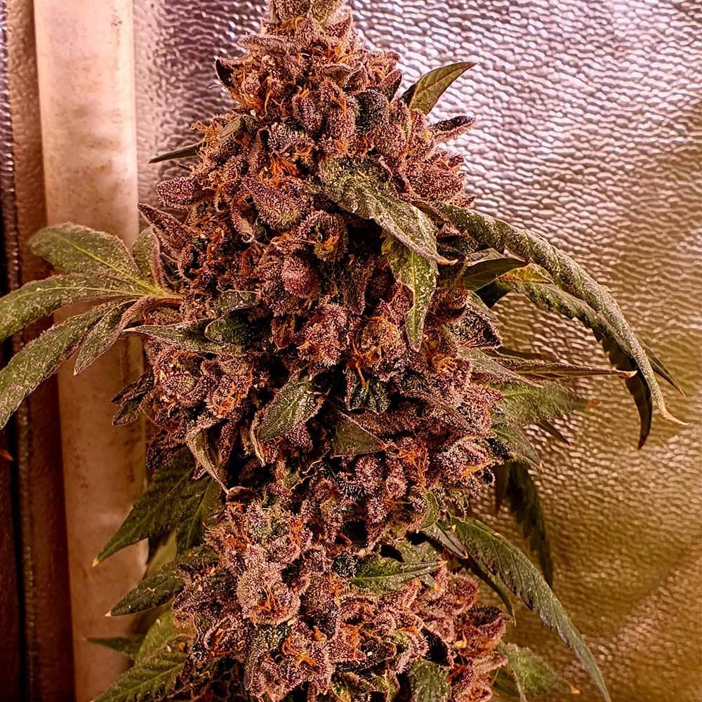 Holy Smoke Seeds DNB Feminized    