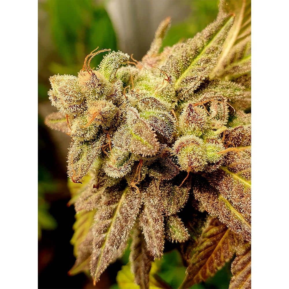 Holy Smoke Seeds Dantes Inferno Line Gold Barz Feminized 