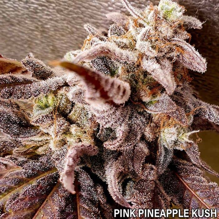 Holy Smoke Seeds Pink Pineapple Kush Feminized