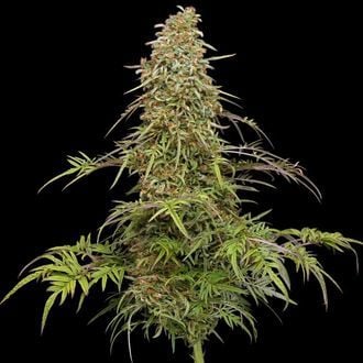 Supafreak- Feminized - Humboldt Seed Company   