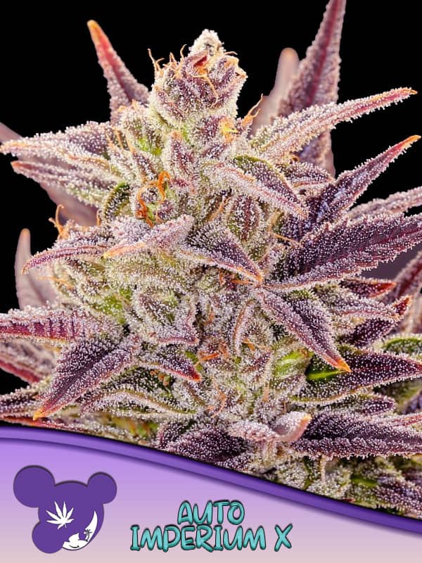 Auto Imperium X- Feminized - Anesia Seeds  