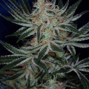 Jack Attack- Feminized - Sensible Seeds Premium Selection       
