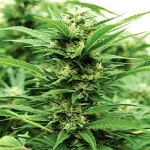 Emerald Triangle Seeds Emerald Jack Feminized