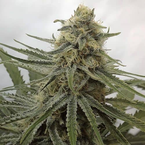 Juicy Dreams - Regular - Crockett Family Farms 