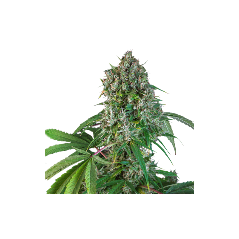 Karel's Herer Haze - Feminized - Super Sativa Seed Club   