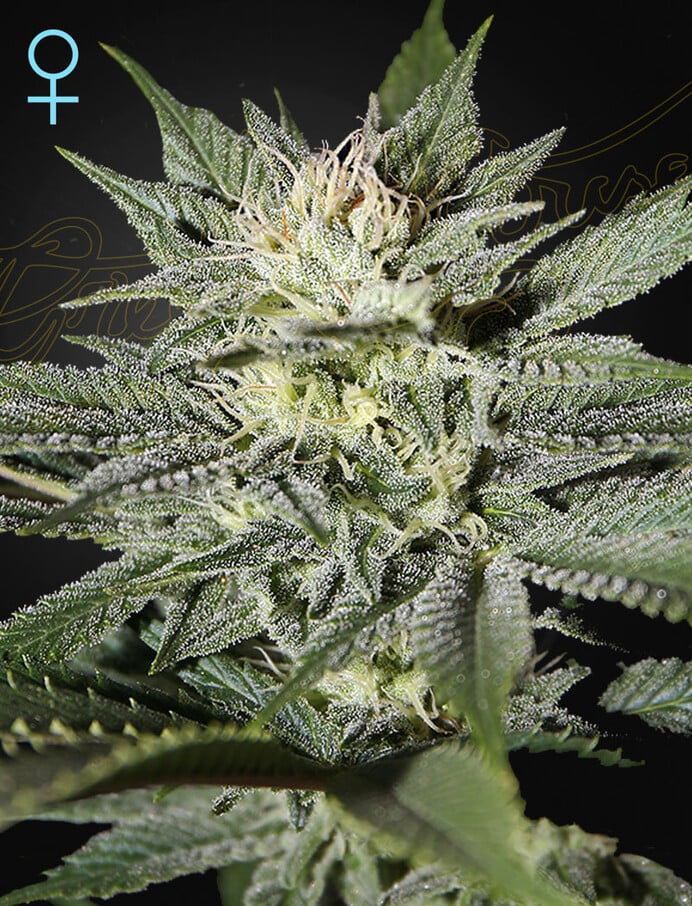 Green House Seeds King's Kush CBD Feminised 