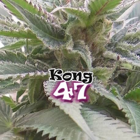 Dr Underground Seeds Kong 47 Feminized 