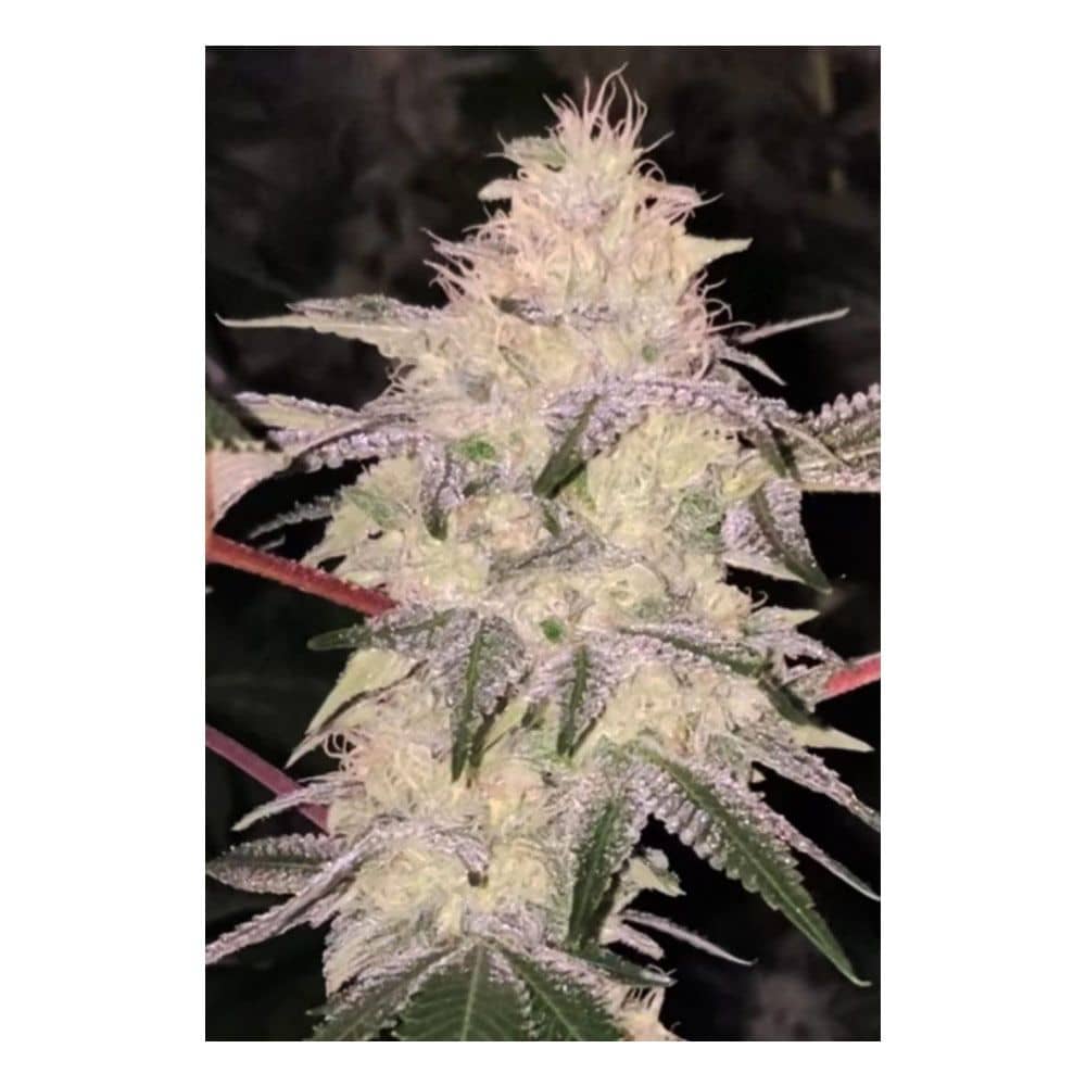 Dankhunters Seed Co Kosher Candy Regular  