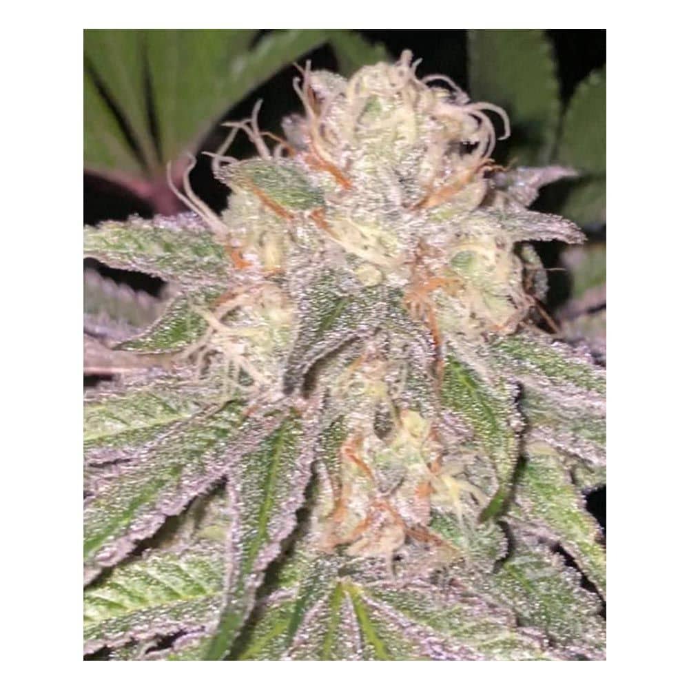 Dankhunters Seed Co Kosher Creamz Regular  
