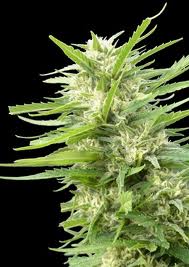 Genehtik Seeds - Kiritical Bilbo AK 47 Feminised
