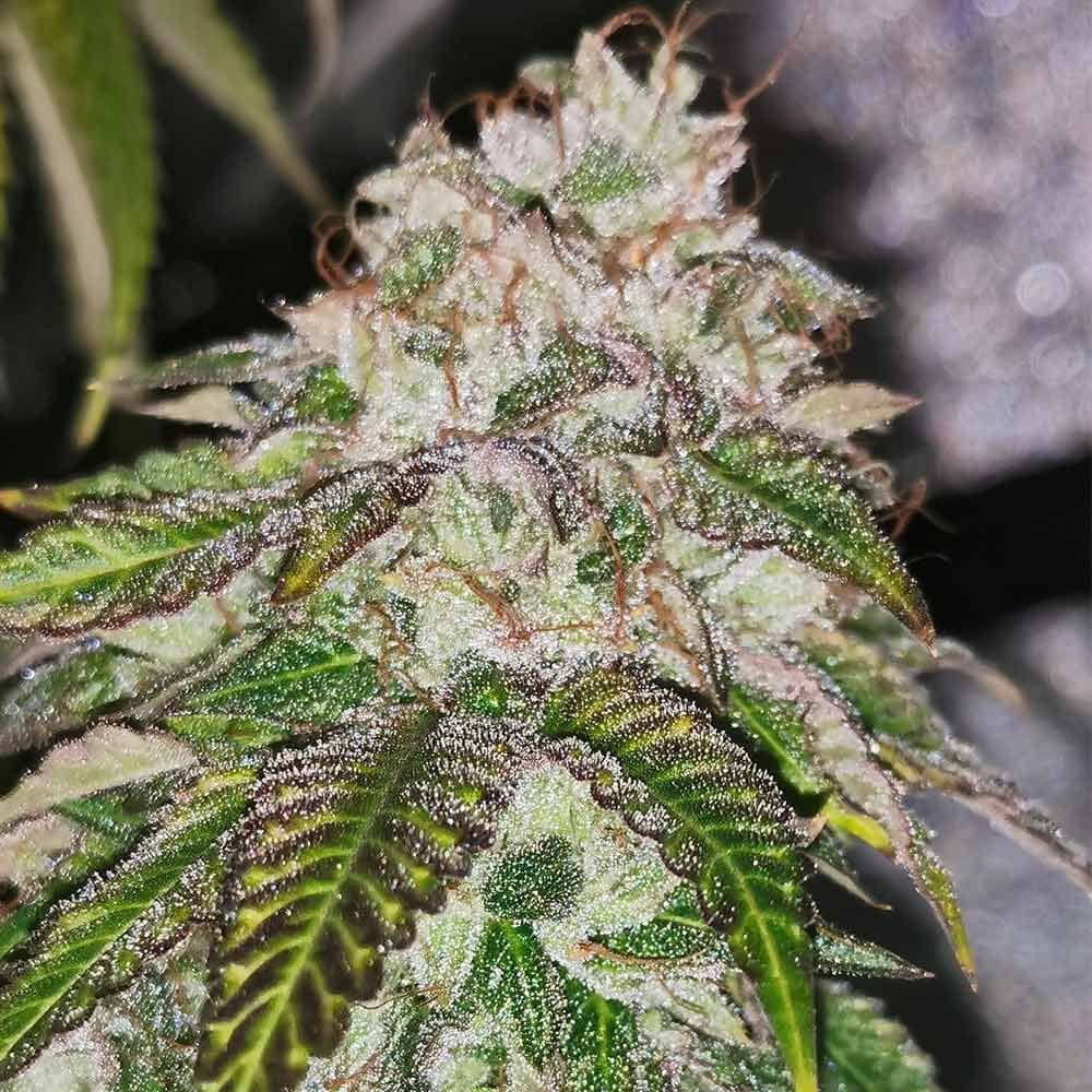 Pheno Finder Seeds Kuntz N Cream Feminized   