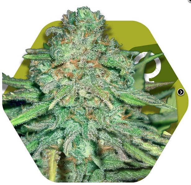 Zambeza Seeds Lemon Kush Feminized    