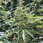 Emerald Triangle Seeds Sour Lemon OG Regular