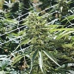 Sour Lemon OG - Feminized - Emerald Triangle Seeds
