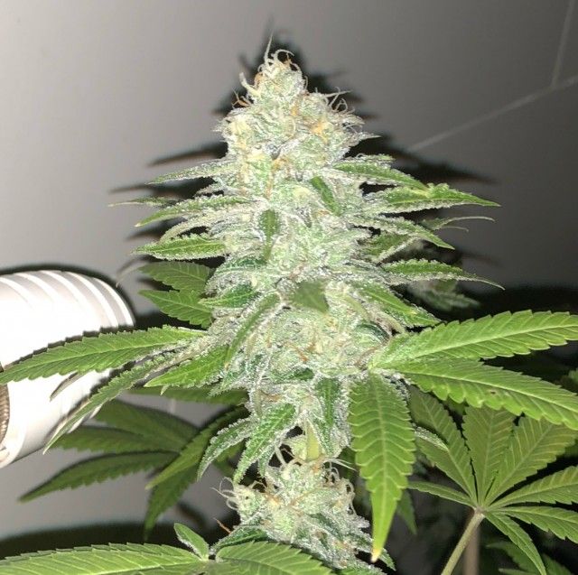 Pheno Finder Seeds Lemon Sherbert Feminized  