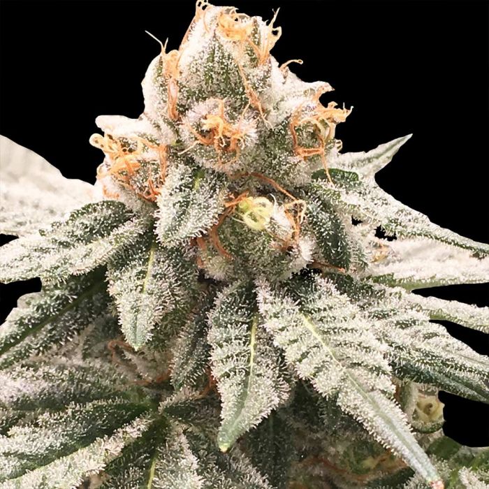 Rare Dankness Seeds Lemon Oasis Feminized 
