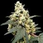 Paradise Seeds Lemonade Auto Feminized 