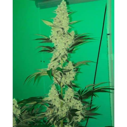 Lemosa Feminized - Symbiotic Genetics Seeds  