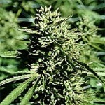 Emerald Triangle Seeds Lost Coast OG Regular