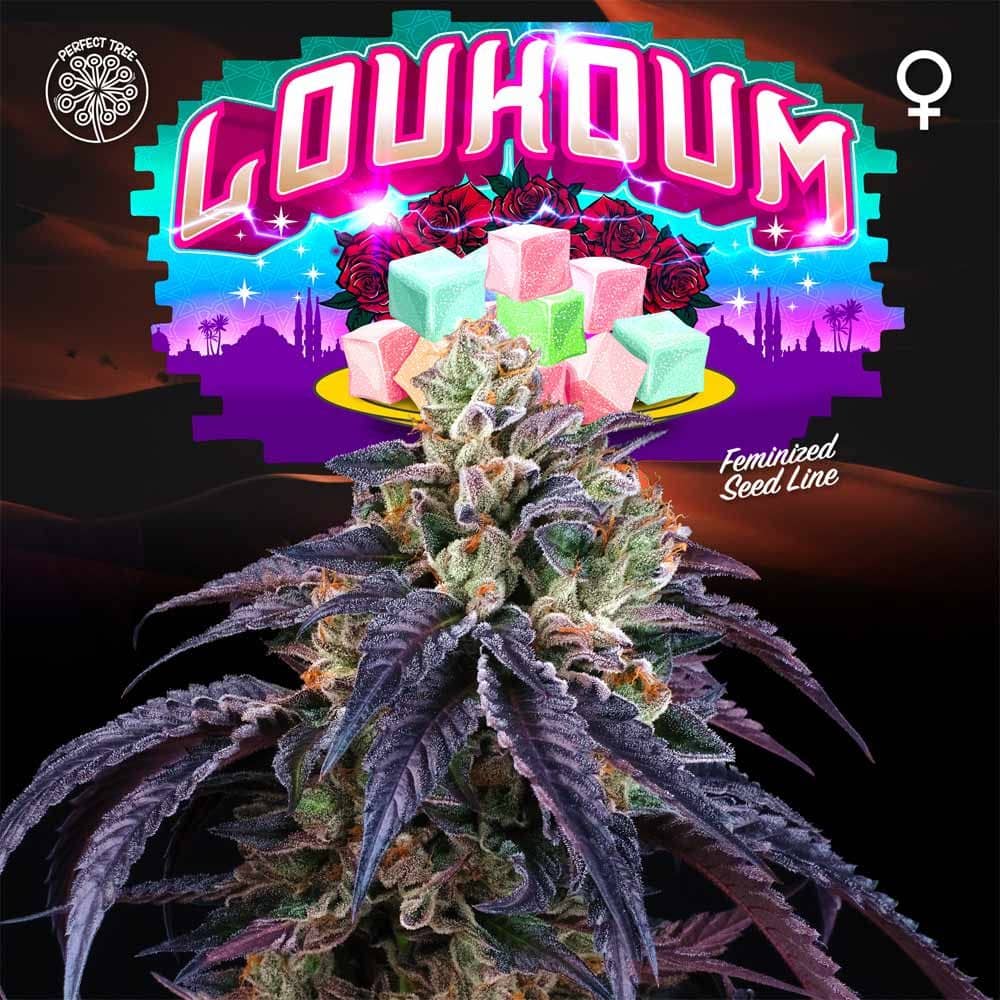  Loukoum Feminized - Perfect Tree  