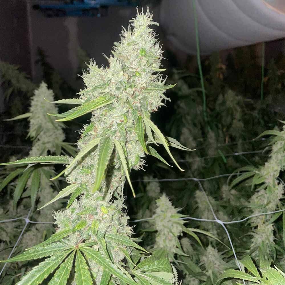 Mac N Cheese Female Weed Seeds - Feminized - The Original Big Buddha Family