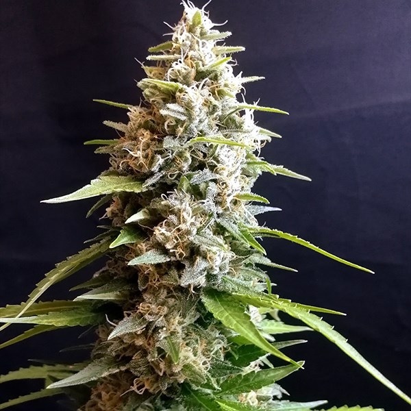 G13 Labs - Maltezerz Fem  