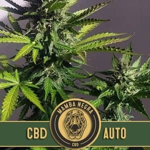 BlimBurn Seeds Mamba Negra Auto CBD  Feminized