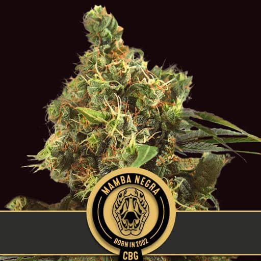 BlimBurn Seeds Mamba Negra CBG Feminized 