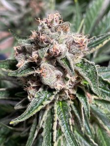 Ministry of Cannabis Seeds Mars Mellow Feminized 