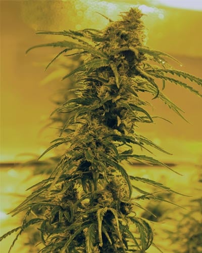 Medicann Seeds Black Blood Regular