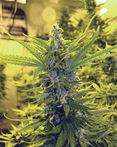 Medicann Seeds Critical Dawg Feminised