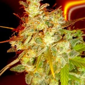 Medicann Mazari Grape Regular 