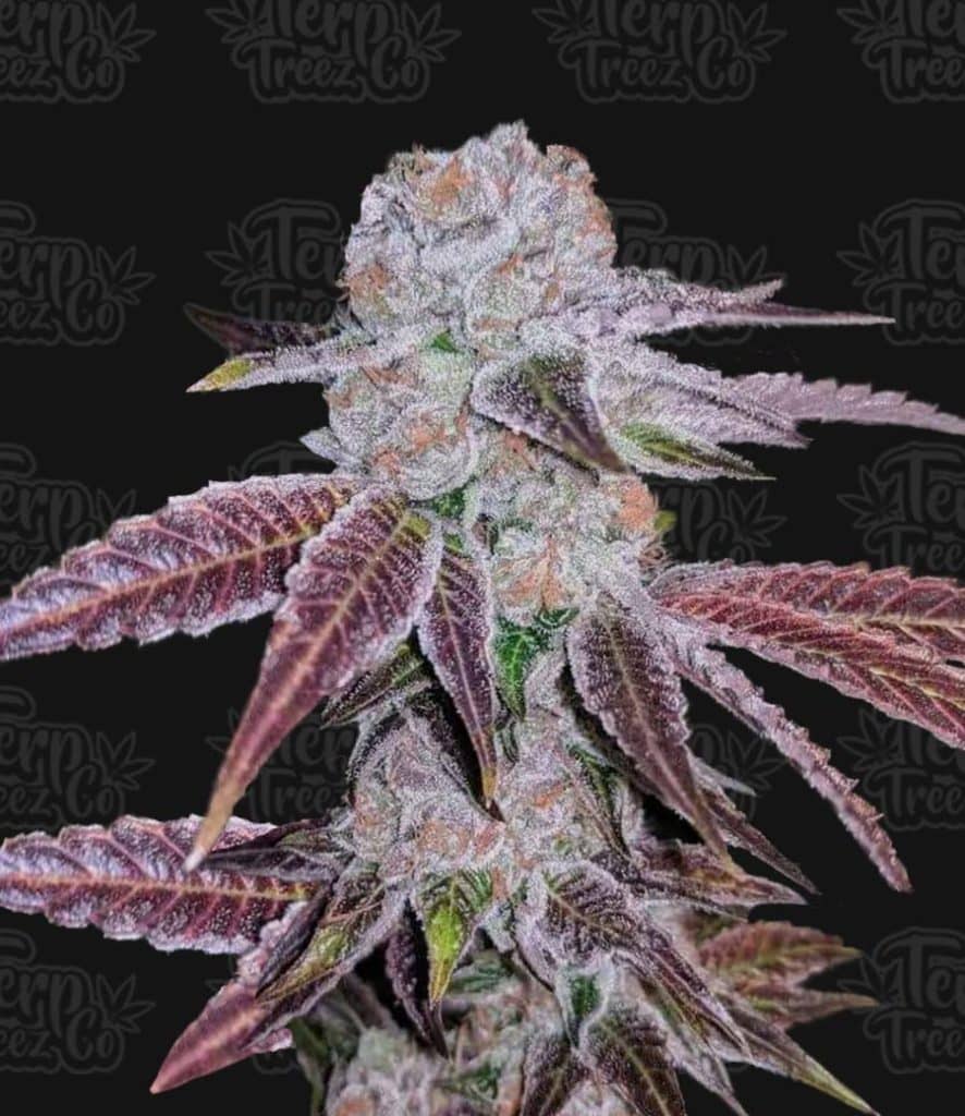 Melon Drip- Feminized - Terp Treez Co    