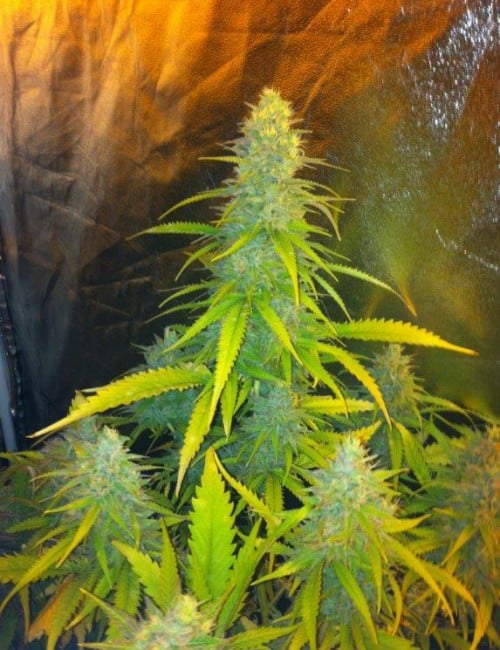 CBD Seeds Mexican Haze Feminized 