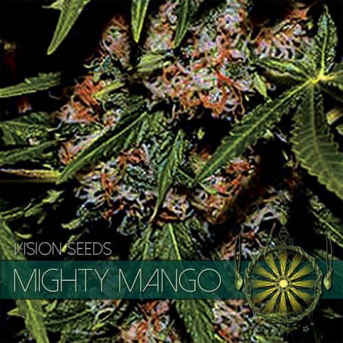 Vision Seeds Mighty Mango Bud  Feminized 