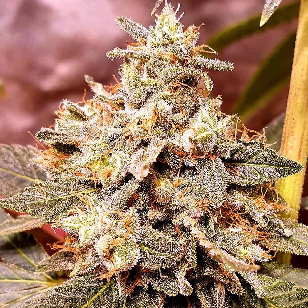 Holy Smoke Seeds Mint Driver Feminized  